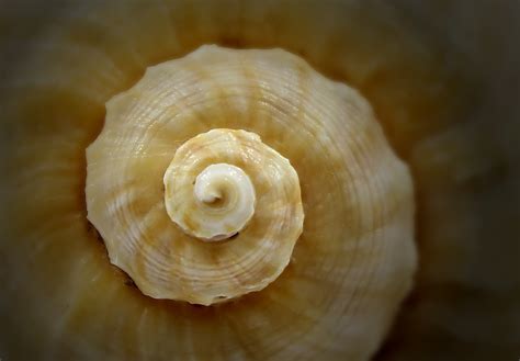 Free Images Spiral Food Invertebrate Seashell Close Up Escargot
