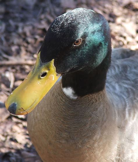 Yellow Billed Mallard Duck Free Photo Download Freeimages