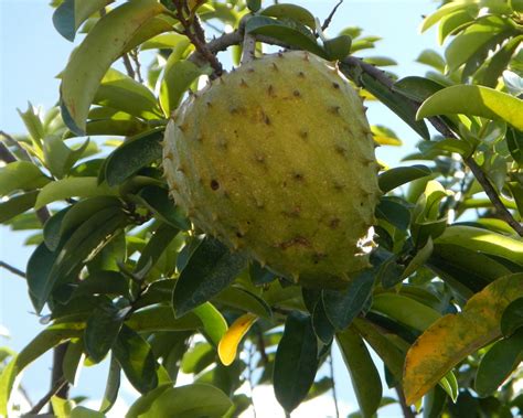 2019, annona muricata , su iucn red list of threatened species , versione 2020.2, iucn , 2020. 15 AMAZING BENEFITS OF SOURSOP (GRAVIOLA|ALUGUNTUGUI)