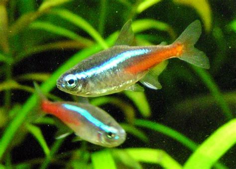 Ikan Neon Tetra Aneka Ikan Laut Dan Tawar Banyuwangi