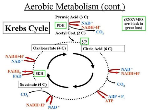 Aerobic Metabolism Principle Of Biochemistry