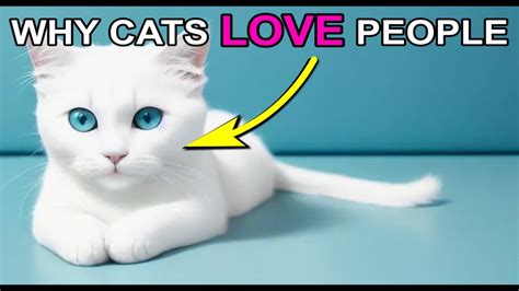 why cats love people youtube