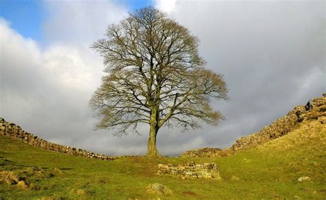 Sycamore Gap Tree Proposals Photographs And The Big Screen BBC News