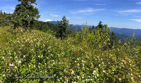 Grassy Knoll To Grassy Pass May 9 2015 Oregon Hikers