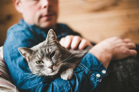 Cat Breeds That Love To Cuddle
