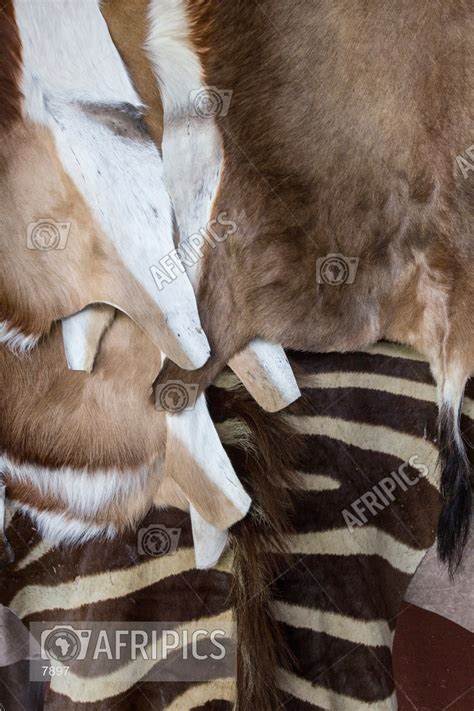 Afripics Tanned Animal Skins For Sale As Curios In A Shop In The