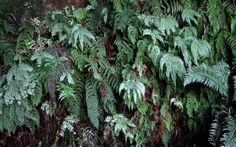Cave Ferns With Leptopteris Fraseri One Of The Best Fern S Flickr