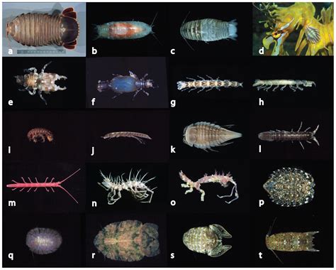 global diversity of marine isopods r isopods