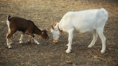 However, when discussing cow's milk vs goat milk for babies, the main difference lies in their proteins. Goat's Milk vs. Cow's Milk