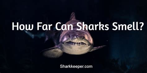 How Far Can Sharks Smell Shark Keeper