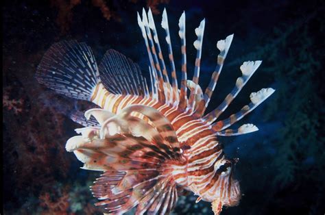 Yang Hidup Di Dasar Laut Gambar Haiwan Dalam Dasar Laut
