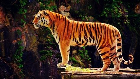 Tiger Standing Side View Wallpaper In Animals Tiger