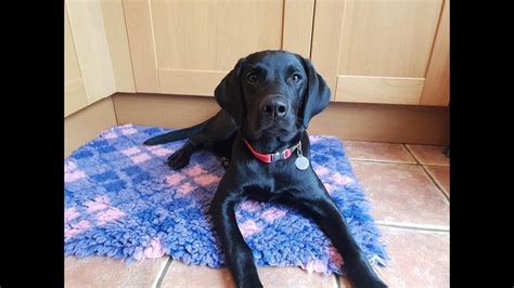 Sevie 5 Month Old Labrador 3 Weeks Residential Dog Training Youtube