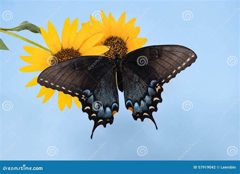 Ost Tiger Swallowtail Schmetterling Papilio Glaucus Auf Sunflow