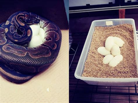 Una Serpiente Pitón Pone 7 Huevos A Pesar De Llevar 15 Años Sin