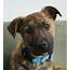 See This Weeks Dog Up For Adoption In Southwest Michigan  Mlivecom