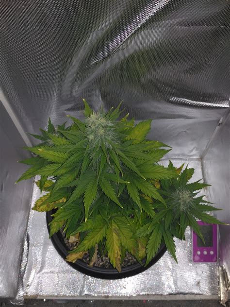 Week 7 Autoflower Yellow Leaves Not Sure What To Do Microgrowery