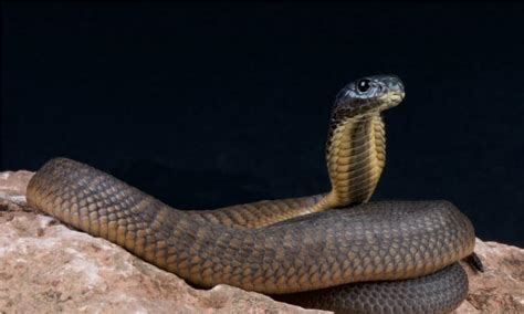 Arabian Cobra Animal Facts Naja Arabica A Z Animals