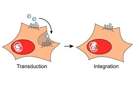 Team:Freiburg/Project/The viral vector - 2014.igem.org
