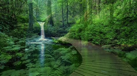 Forest landscape with a waterfall wallpapers and images - wallpapers ...
