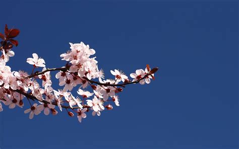 Closeup Photo Of Pink Cherry Blossom Blooming During Daytime Hd