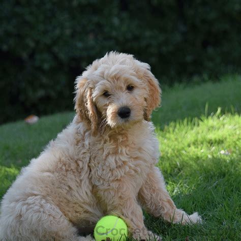 If you are looking for a goldendoodle puppy for sale, get familiar with their health needs. Playful Medium Apricot Goldendoodle | Goldendoodle ...