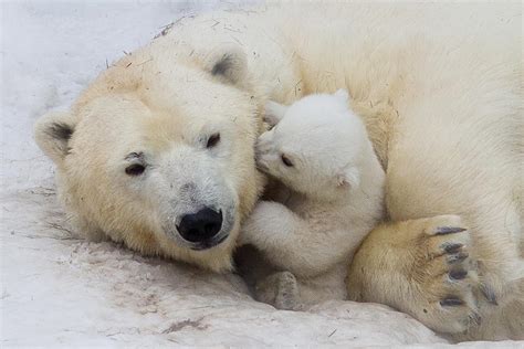 Polar Bear With Mom Photograph By Anton Belovodchenko Pixels