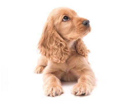 Hours may change under current circumstances Cocker Spaniel Puppies For Sale & Breeders In Texas