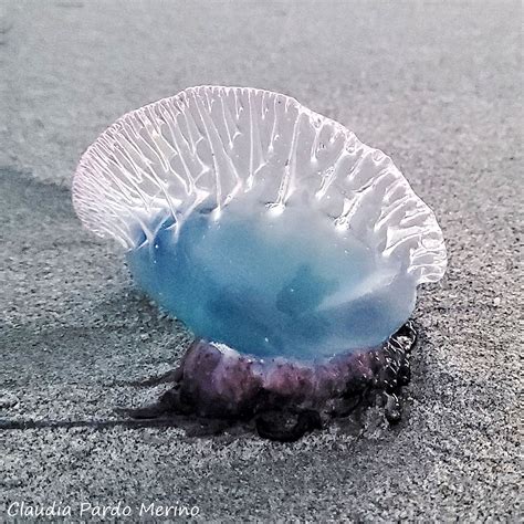 Portuguese Man O War Imagine Our Florida Inc