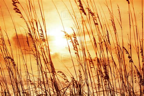 Silhouette Of Grass At Sunset Stock Photo Dissolve