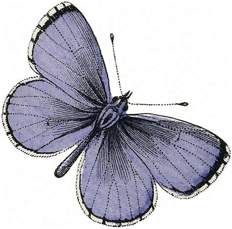 Vintage Purple Butterfly Image The Graphics Fairy