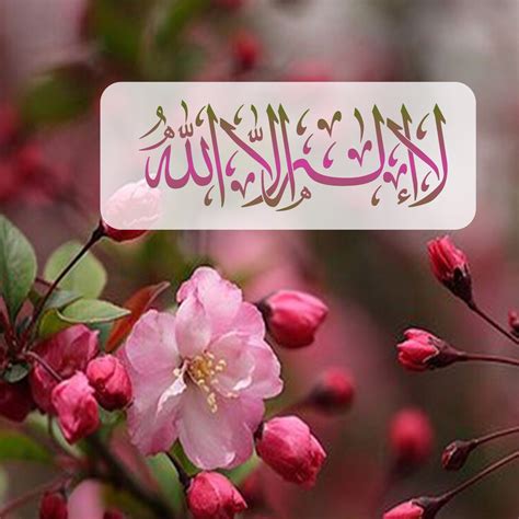 2205 عمن اجمل ما خلق رحمن ورود فهى جميله بشكلها والوانها وروائحها فلا نجد احلى من صورها بشكلها متميز والجميل لنكتب عليها تسابيح اسلاميه او ادعيه قصيره ت. مكتوب عليها خلفيات ذكر الله