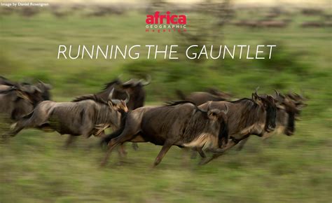 Running The Gauntlet In The Serengeti Africa Geographic Magazine