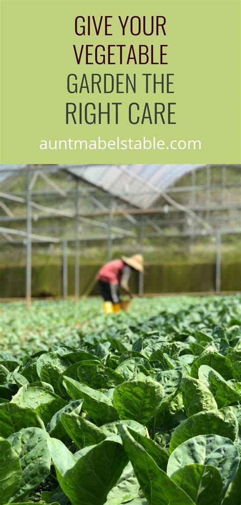 Give Your Vegetable Garden The Right Care Aunt Mabels Table