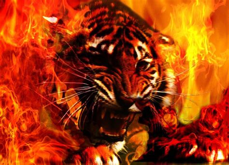 Fire Tiger Wallpapers Top Free Fire Tiger Backgrounds Wallpaperaccess