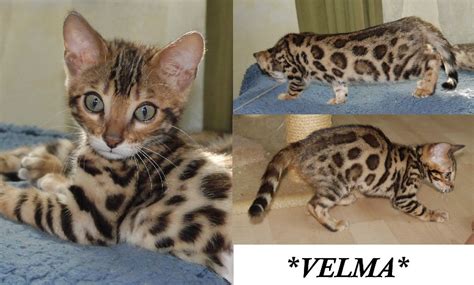 We are one of a most healthiest and cleanest cattery in bangkok. Velma - Donut Rosetted Brown Bengal - KotyKatz Bengals