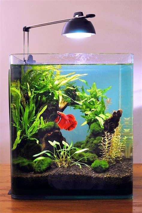Best Aquascaping Design Ideas To Decor Your Aquarium Tips Inside Fish Tank Design Fish