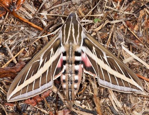 White Lined Sphinx Moth Identification Life Cycle Facts And Pictures