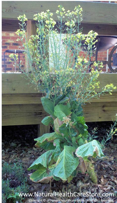 Organic Gardening ~ Collard Greens ~ How to Grow, Collect Seed, & Replant