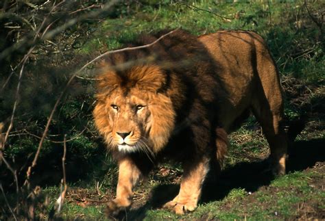 Moroccan Lions In Zoos Today Barbary Lion