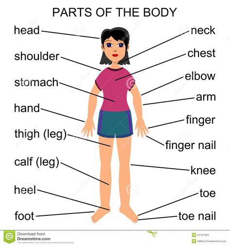 Body Parts Pictures For Kids