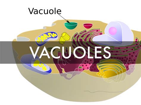 In animal cells, vacuoles tend to play a lesser role. Vacuoles and Cytoplasm by Alex Brooking