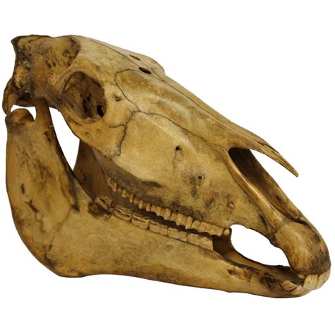 Horse Head Skull At 1stdibs