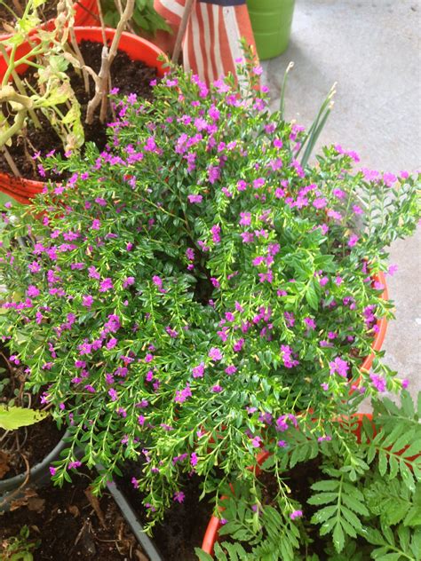 Mexican Heather Very Neat Plant And Good For This Crazy Texas Heat