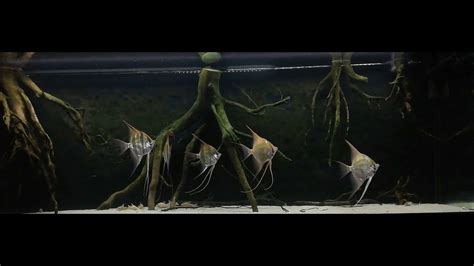 Pterophyllum Altum Orinoco Amazon Biotope Tank Skalar Angelfish