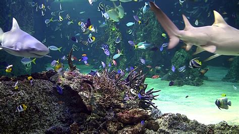 Coral Reef Live Wallpaper 59 Images