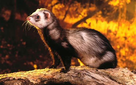 Ferret Full Hd Wallpaper And Background Image 1920x1200 Id349180