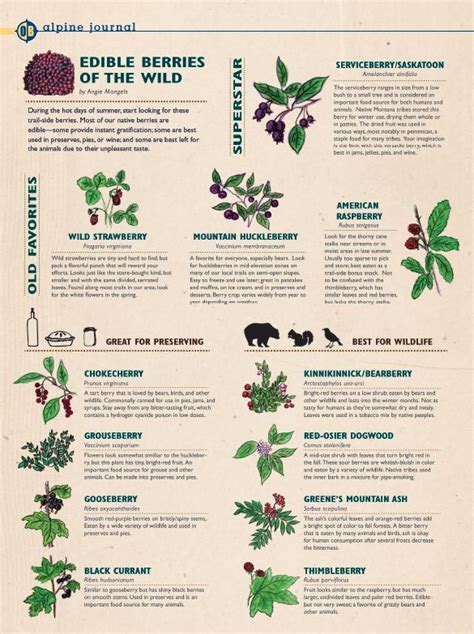 50 Edible Wild Berries Fruits A Foragers Guide Artofit