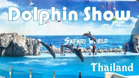 Safari World Famous Dolphin Show Bangkok Thailand Youtube