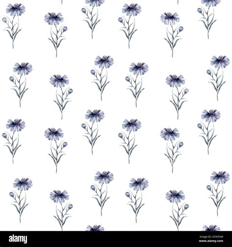 Cornflower Seamless Pattern Adorable Watercolor Blue Flower On White
